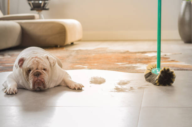 istock Bulldog dog looking at dirt from the ground 876275190