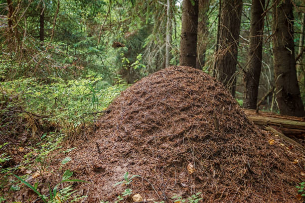 istock Big anthill near the tree in the forest 876275316