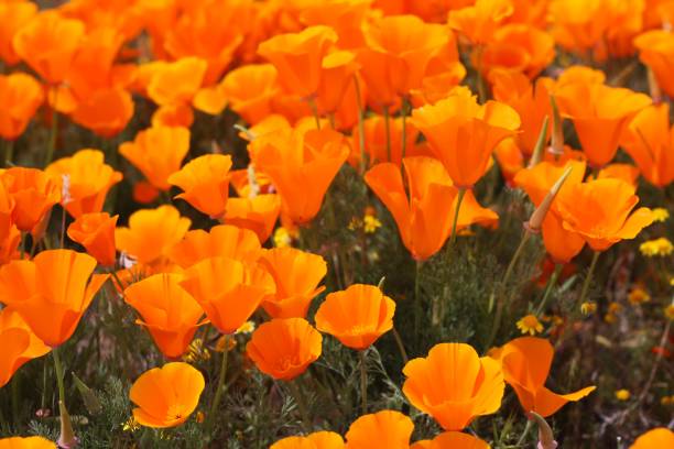 istock Field of California Poppys 876276132