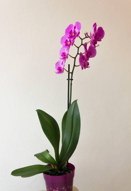 istock Isolated orchid plant on a vase 876276144