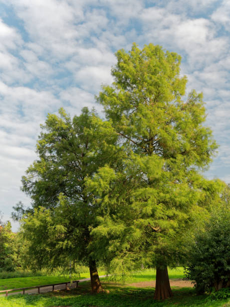 istock tropical deciduous trees in the park, blue and slightly cloudy sky 876276252