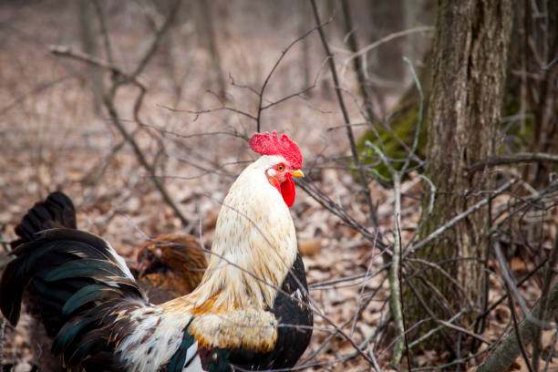 istock Rooster in the Wild Woods 876279686