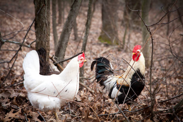 Chicken Portrait in the Woods