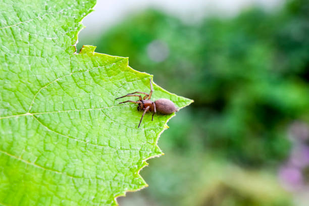 istock Mizgir. Spider tarantula. Araneomorphic spider. 876284488