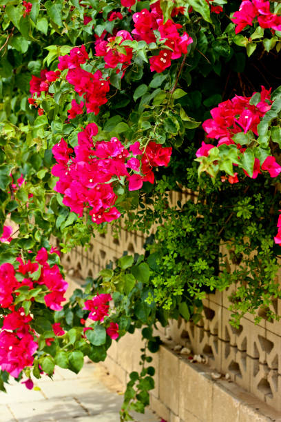 Pink bougainvillea flowers stock photo