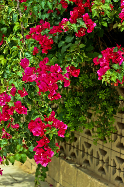 Bougainvillea flowers stock photo