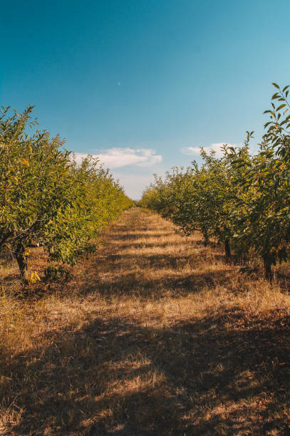 istock Planting green cherry trees on a hot summer day 876299362