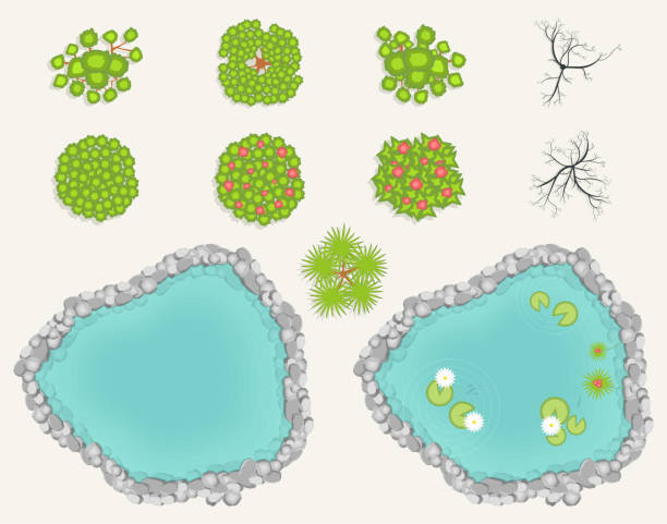 ilustrações, clipart, desenhos animados e ícones de lago e árvores definido em vista superior. lagoa, piscina decorativa com rochas, plantas, juncos e peixes. conjunto de árvores verdes e queimadas para arquitetura e paisagem desenho estilo cartoon, ver os de cima - palm tree tree isolated landscaped