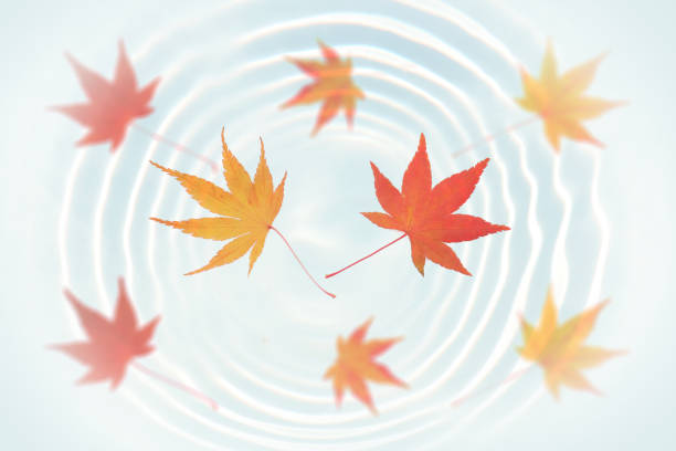 istock Japanese autumn maple leaf on water ripple 876303660