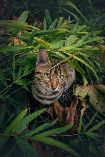 Bengal in Bush Bengal Cat playing with Autumn Leafs in the Garden prionailurus bengalensis stock pictures, royalty-free photos & images