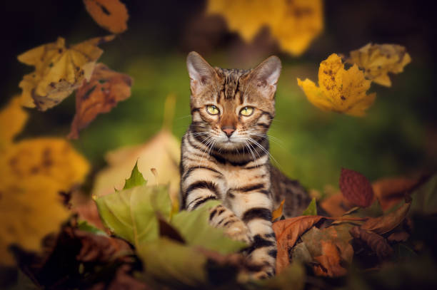 Bengal in Fall Bengal playing with falling Leafs, Fall prionailurus bengalensis stock pictures, royalty-free photos & images