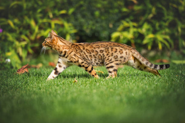 Bengal Jog on Lawn Bengal Cat running on Lawn in the Garden prionailurus bengalensis stock pictures, royalty-free photos & images