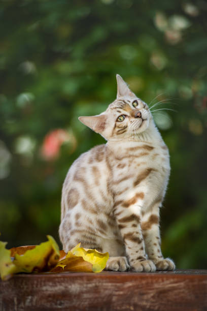 Bengal in Garden Bengal Cats Mink Color sitting in Garden prionailurus bengalensis stock pictures, royalty-free photos & images