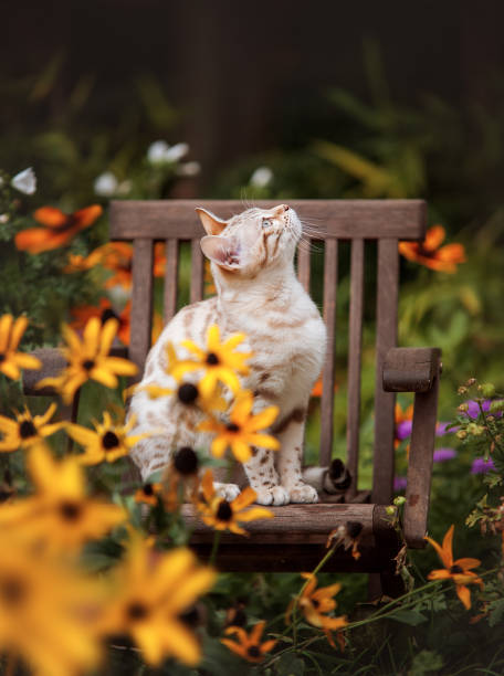 Bengal in Garden Chair in Flowers Bengal Cat Mink Color sitting on little Chair in Flower Bed prionailurus bengalensis stock pictures, royalty-free photos & images