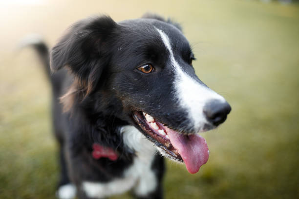 istock Portrait of border collie dog 876312200