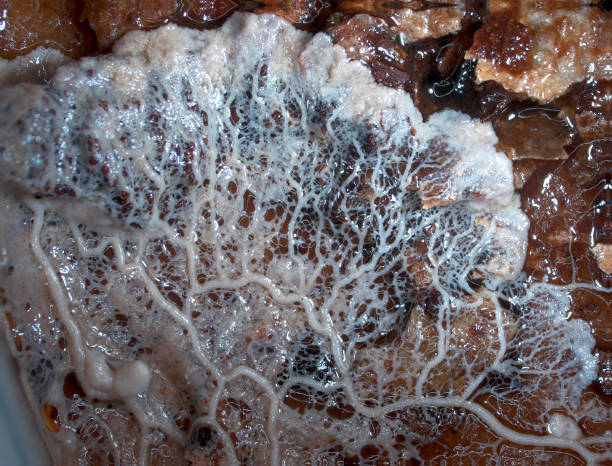 A moving plasmodium of a slime mold on a substrate A massive white veiny plasmodium of a slime mould, or myxomycete, is crawling and spreading on a substrate. Myxomycete is a special organism that gathers from many microscopic unicellular amoebae. amoeba photos stock pictures, royalty-free photos & images