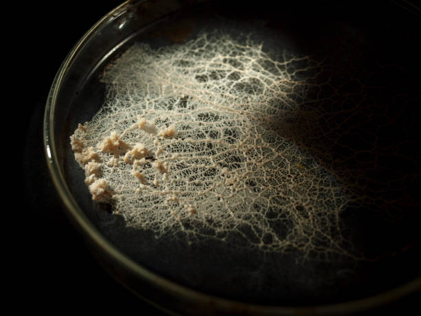 istock A moving plasmodium of a slime mold on a Petri dish 876312900
