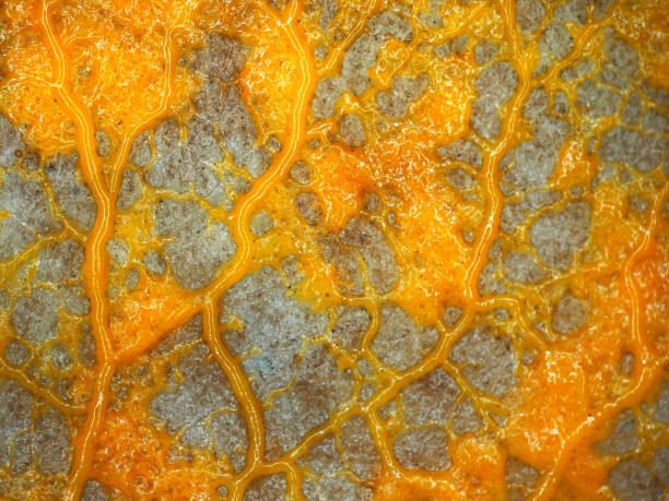 A creeping yellow veiny plasmodium of a slime mold on a substrate A veiny yellow plasmodium of a Physarum slime mold, or myxomycete, is crawling and moving on a substrate. Slime moulds are special organisms that gather from many microscopic unicellular amoebae amoeba photos stock pictures, royalty-free photos & images