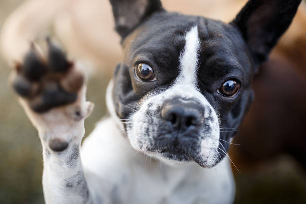 Dog giving paw Cute french bulldog giving paw animal foot photos stock pictures, royalty-free photos & images