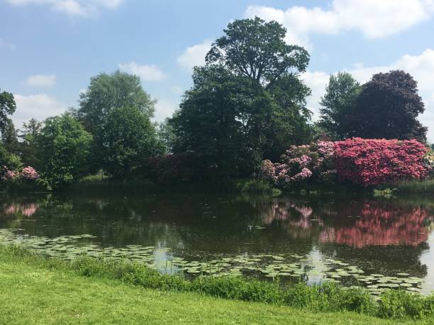 istock Reflections of hydrangeas in a lake 876315108