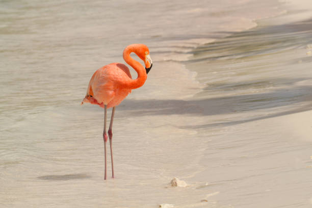 istock A pink flamingo on a sandy beach 876318946