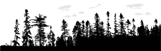 illustrazioni stock, clip art, cartoni animati e icone di tendenza di treeline canada - mountain mountain range rocky mountains silhouette