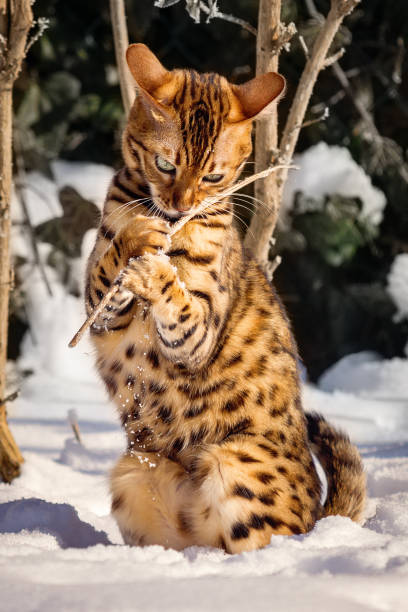 Bengal in Snow Bengal Cat playing wildly in Snow prionailurus bengalensis stock pictures, royalty-free photos & images
