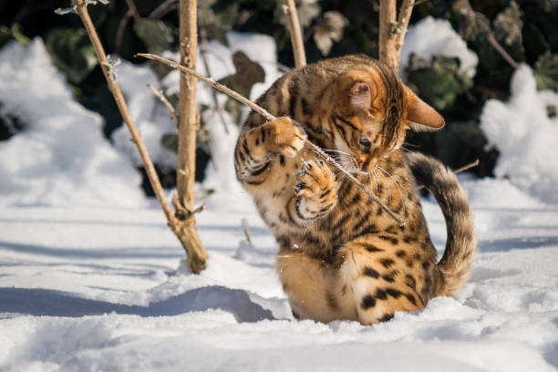 Bengal in Snow Bengal Cat playing wildly in Snow prionailurus bengalensis stock pictures, royalty-free photos & images