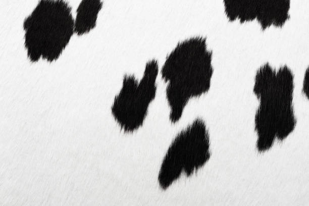 牛皮 - fur cow cattle textur ストックフォトと画像