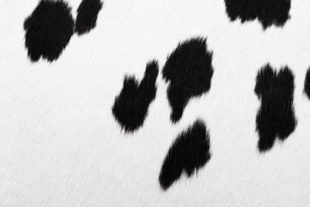 коровьей - cow hide textured print стоковые фото и изображения