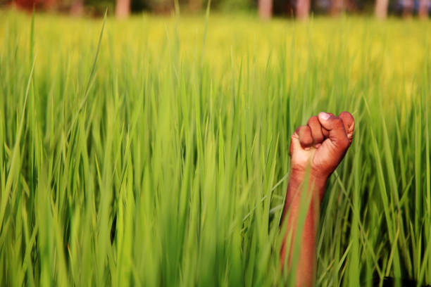 mano umana vicino al campo verde - developing countries farmer rice paddy asia foto e immagini stock