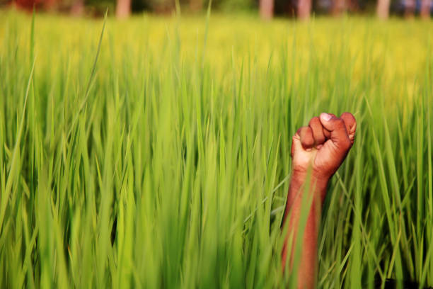 Human hand near green field.