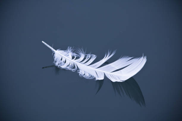 istock close up on white swan feather floating on dark blue still water lake with reflection 876353286