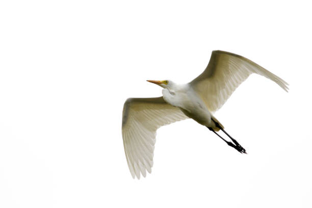 istock Image of Eastern Cattle egret (Bubulcus coromandus) flying on whitel background. Bird, Wild Animals. 876360462