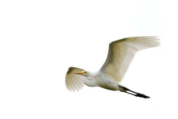 istock Image of Eastern Cattle egret (Bubulcus coromandus) flying on whitel background. Bird, Wild Animals. 876360464