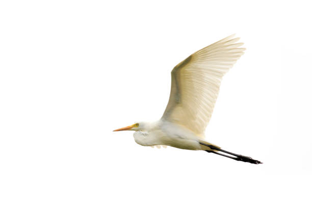 istock Image of Eastern Cattle egret (Bubulcus coromandus) flying on whitel background. Bird, Wild Animals. 876360472
