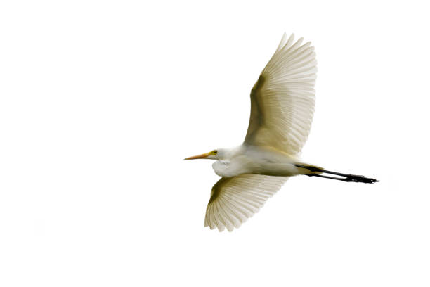 istock Image of Eastern Cattle egret (Bubulcus coromandus) flying on whitel background. Bird, Wild Animals. 876360478