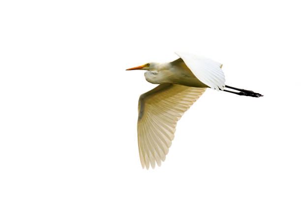 istock Image of Eastern Cattle egret (Bubulcus coromandus) flying on whitel background. Bird, Wild Animals. 876360514