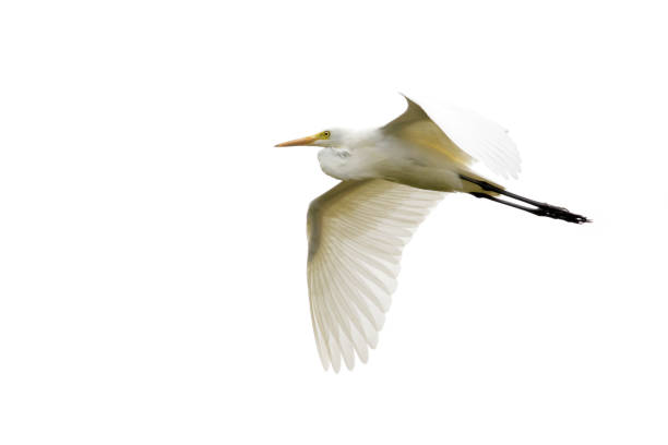 istock Image of Eastern Cattle egret (Bubulcus coromandus) flying on whitel background. Bird, Wild Animals. 876360516