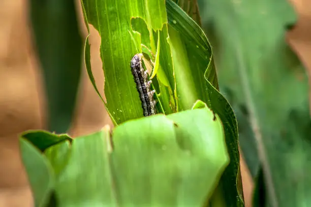 Photo of A worm eating leaf corn