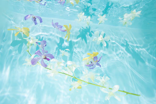 White, yellow and purple orchids in the water.