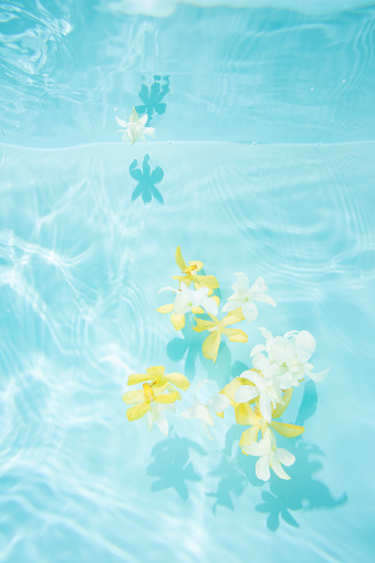 White, yellow orchids in the water