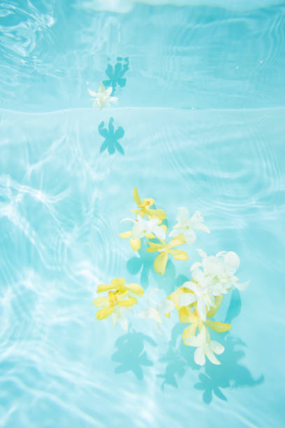水下漂浮的花朵 - 夏天 圖片 個照片及圖片檔