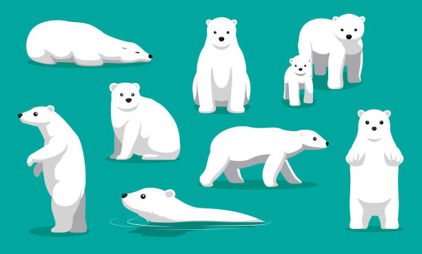 cute niedźwiedź polarny pływanie cartoon vector ilustracja - polar bear arctic animal snow stock illustrations