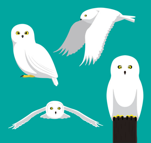 348 Snowy Owl Illustrations & Clip Art - iStock | Snowy owl flying, Snowy  owl nest, Snowy owl vector