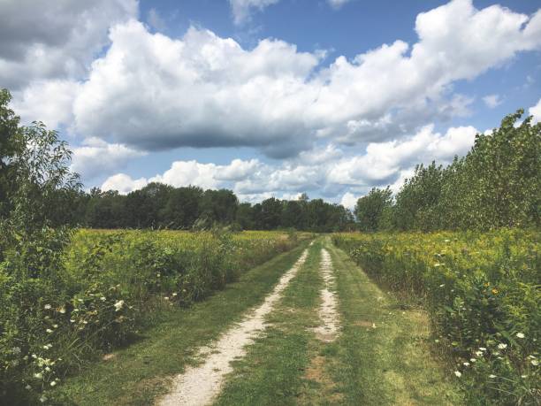 istock Trail through field of flowers 876394238