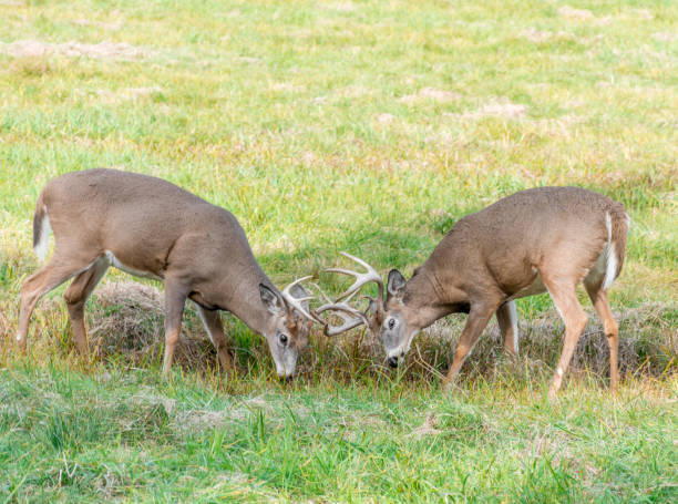 istock Deers in Rut Fighting for Love 876394402