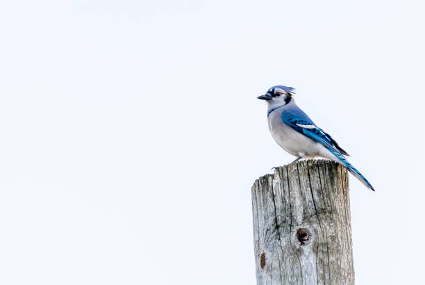 Blue Jay on a White Cloudy Sky Blue Jay on a White Cloudy Sky jay photos stock pictures, royalty-free photos & images