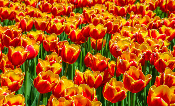 チューリップ - ottawa tulip festival ストックフォトと画像