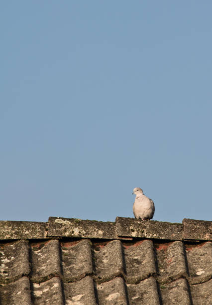 istock close up on white dove in sunlight sitting on rooftop isolated in blue sky 876397124